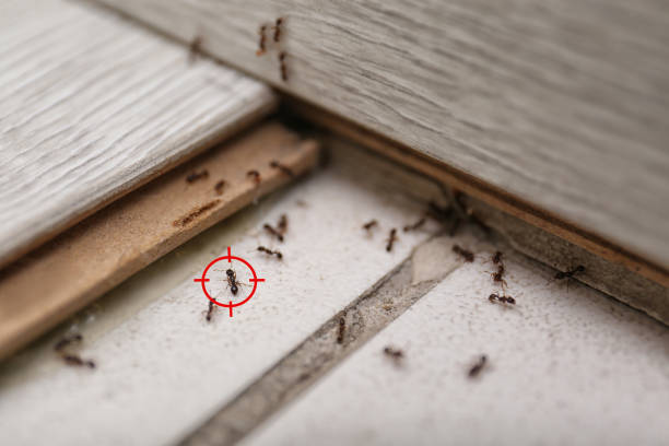 Best Emergency Pest Control  in Chester, VA