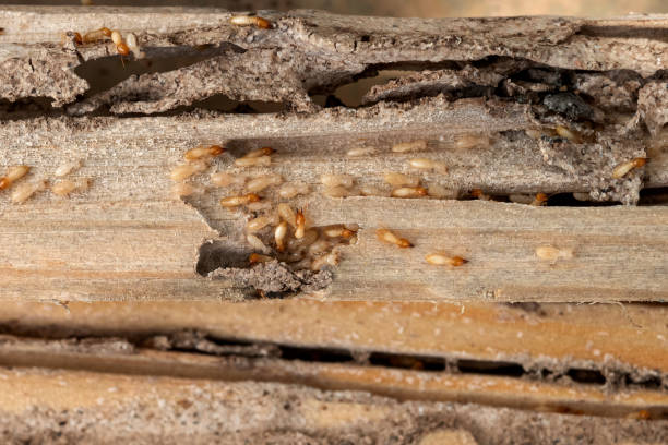 Best Flea Control Services  in Chester, VA